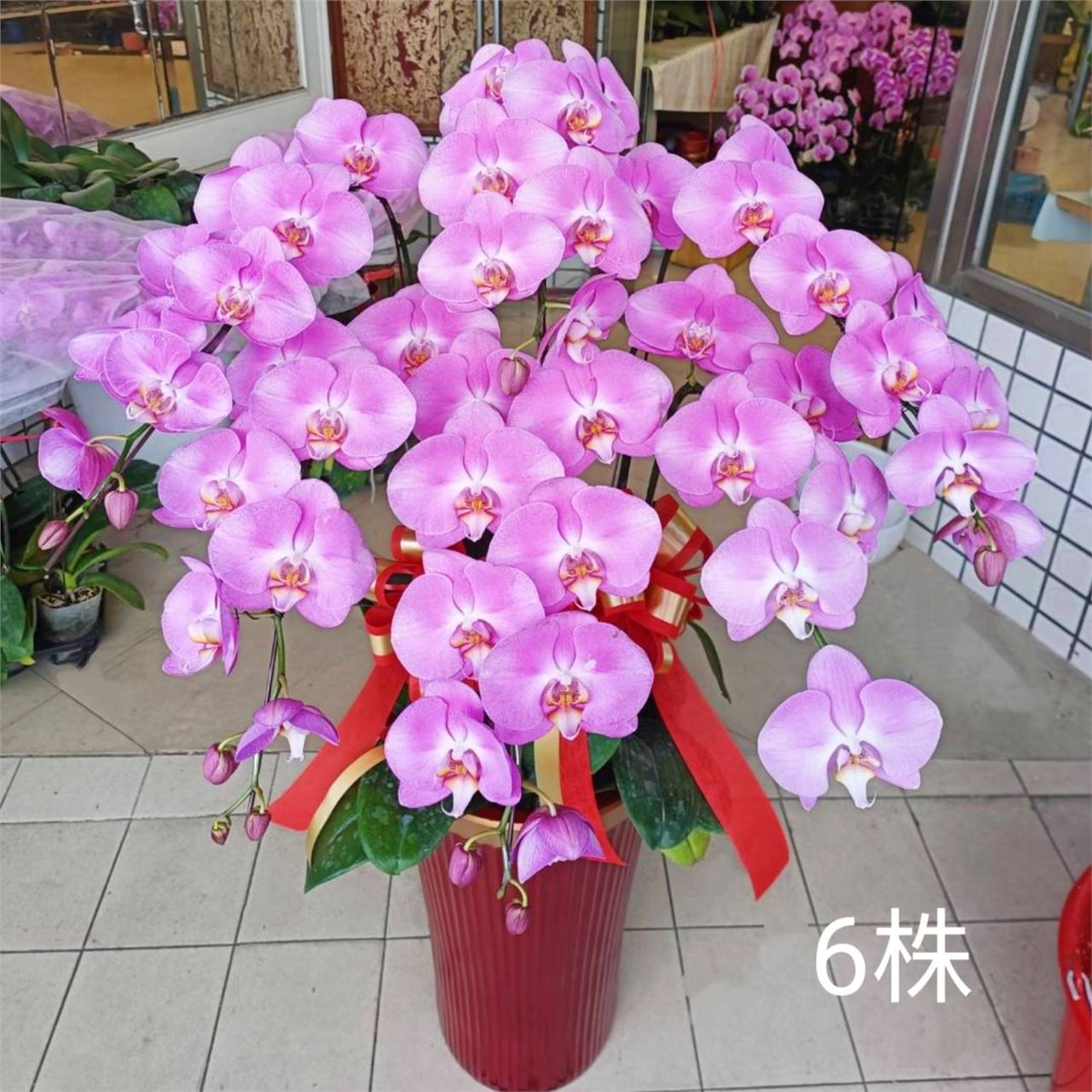 六株典雅粉色蘭花