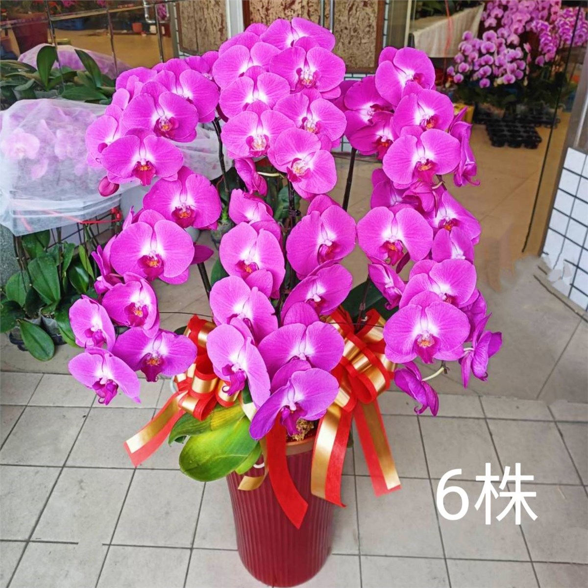 六株典雅粉色蘭花