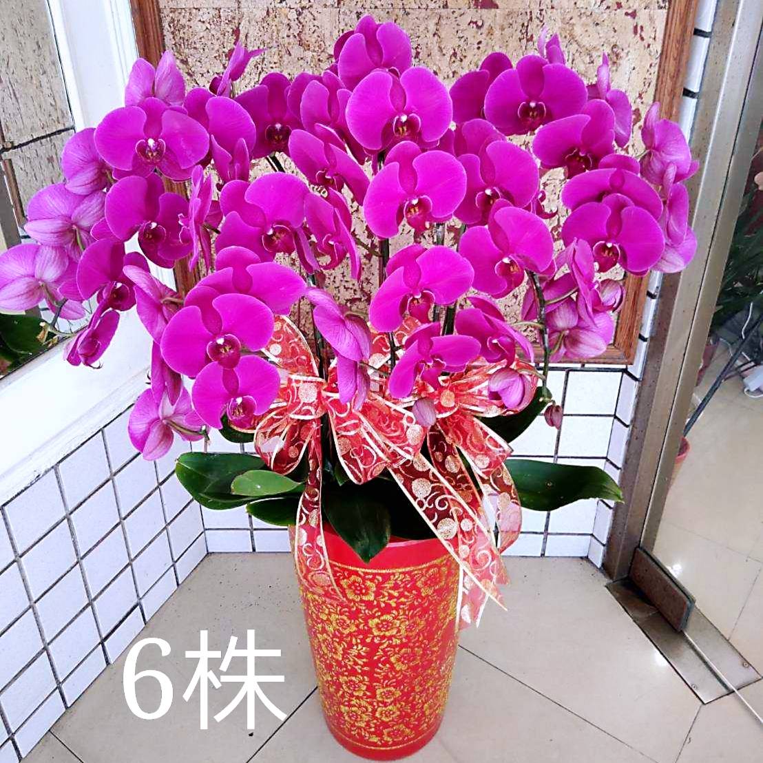 六株典雅粉色蘭花