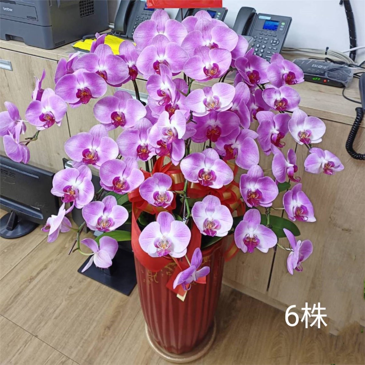 六株典雅粉色蘭花