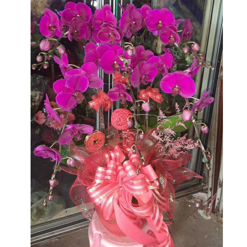 六株粉色蘭花組合盆