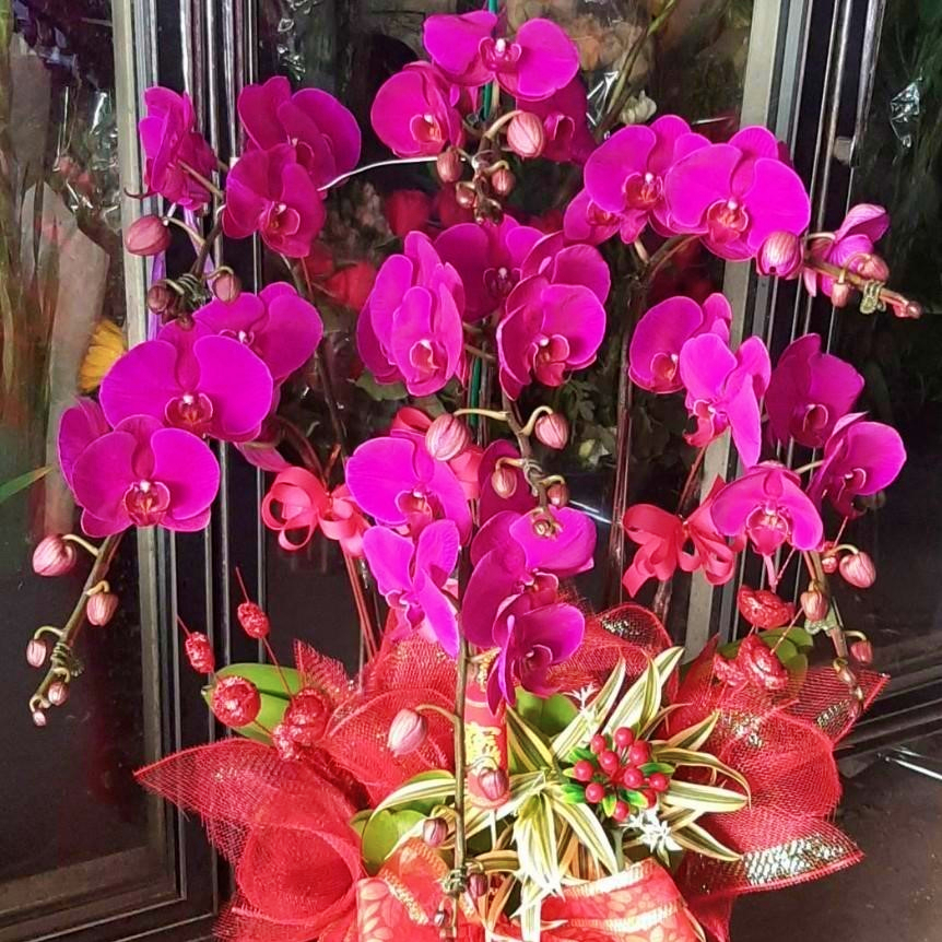 七株粉色蘭花組合盆