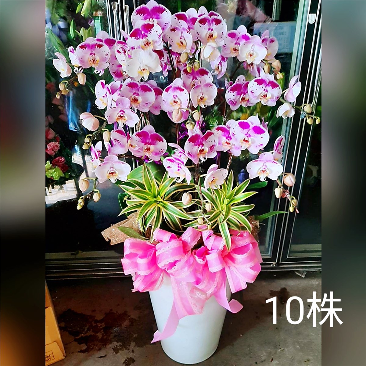 十株粉色蘭花組合盆