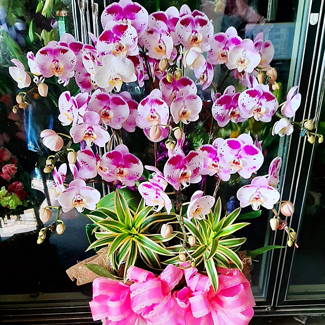 十株粉色蘭花組合盆