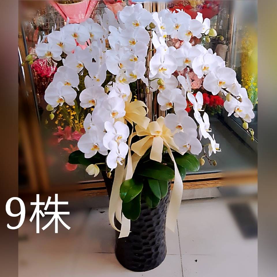 9株蘭花盆景(白)-台中
