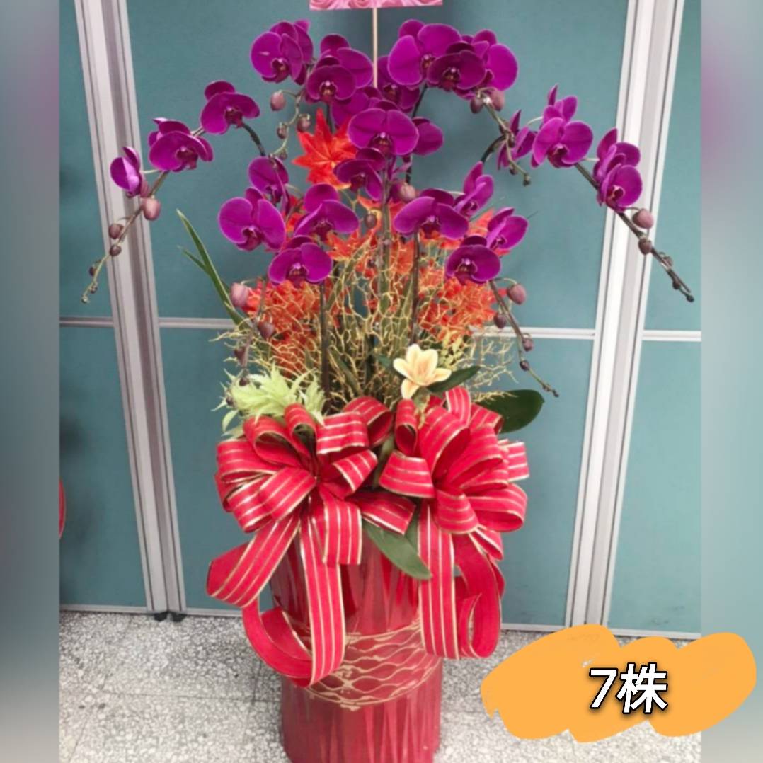 7株蘭花盆景(粉)-彰投