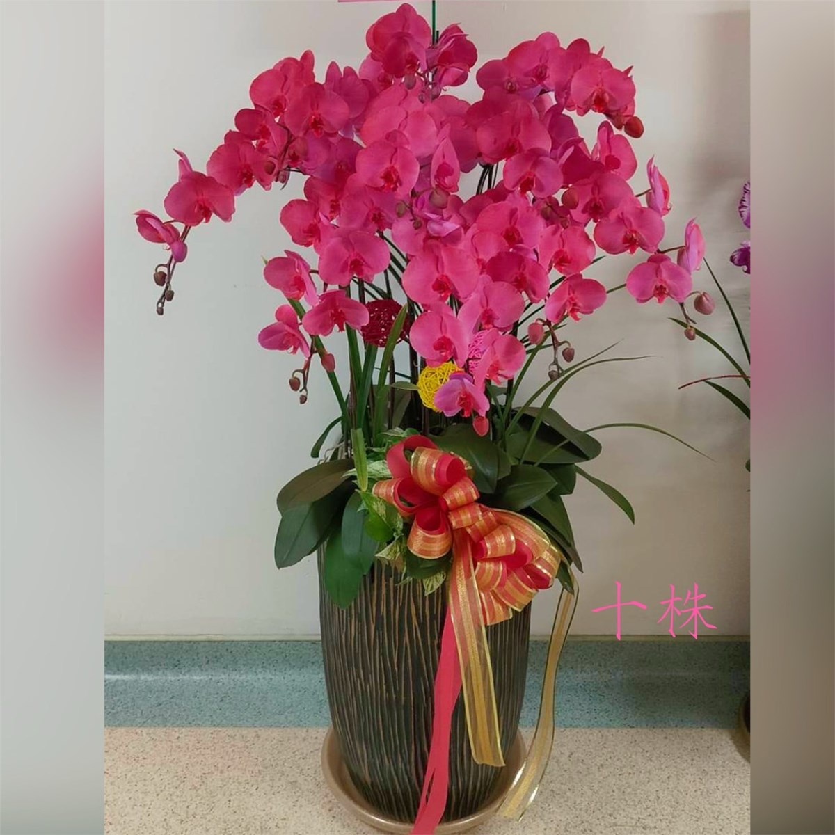 10株粉色蘭花盆景(台中)