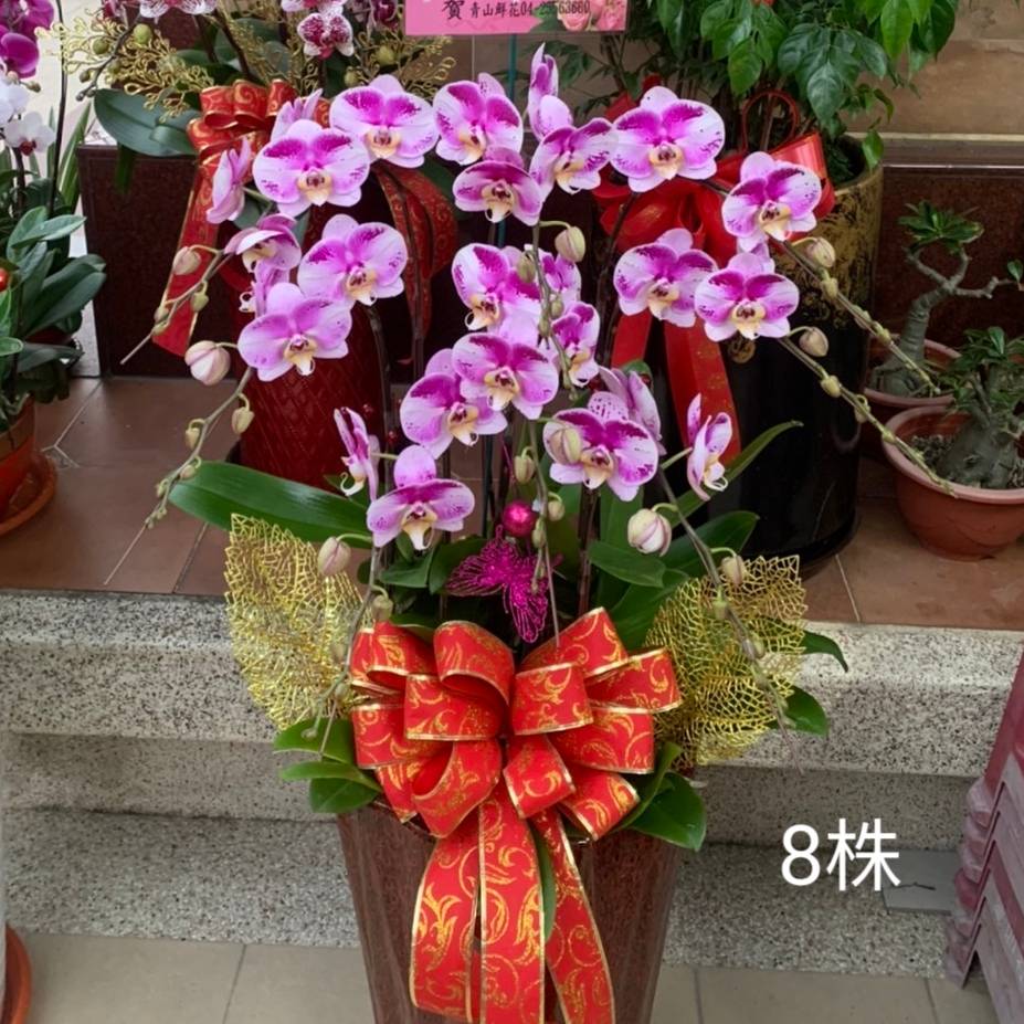 喜氣洋洋八株蘭花盆栽(粉)