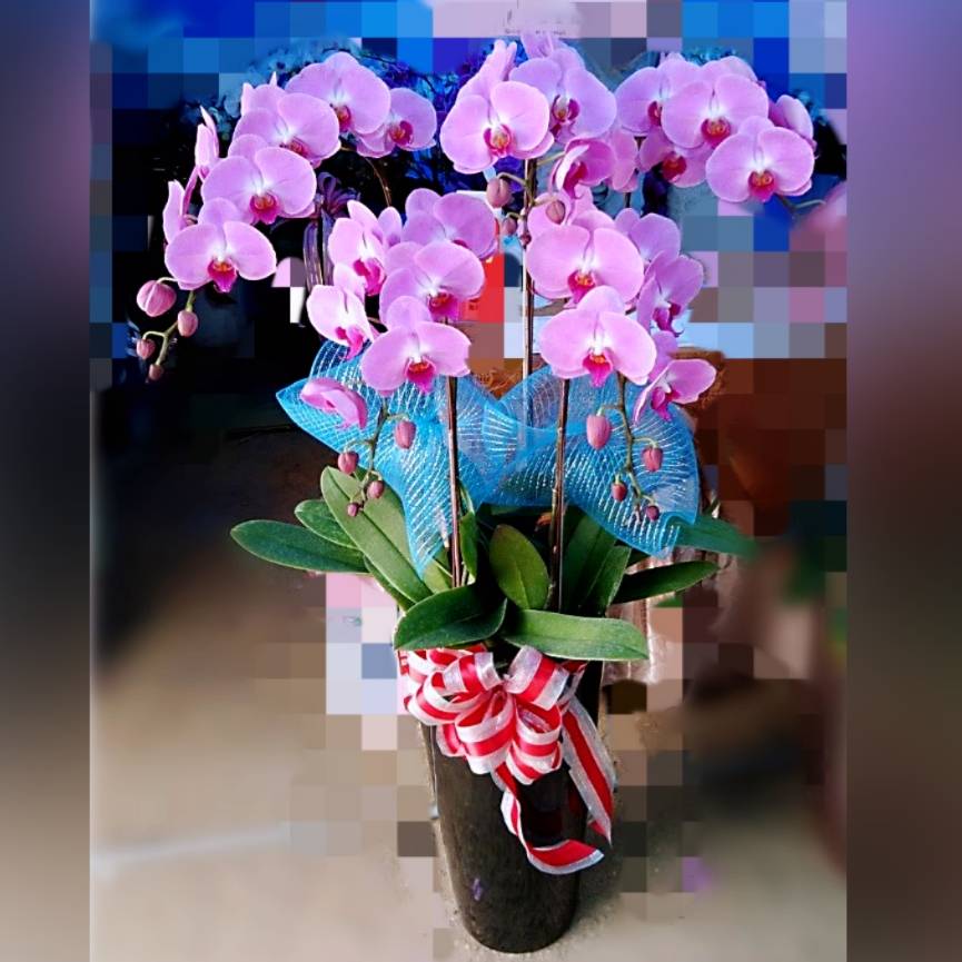 5株高瓷粉色蘭花