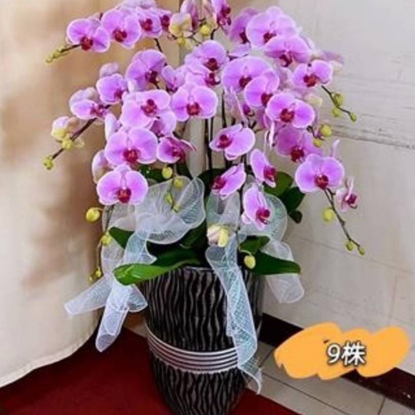 9株高瓷粉色蘭花