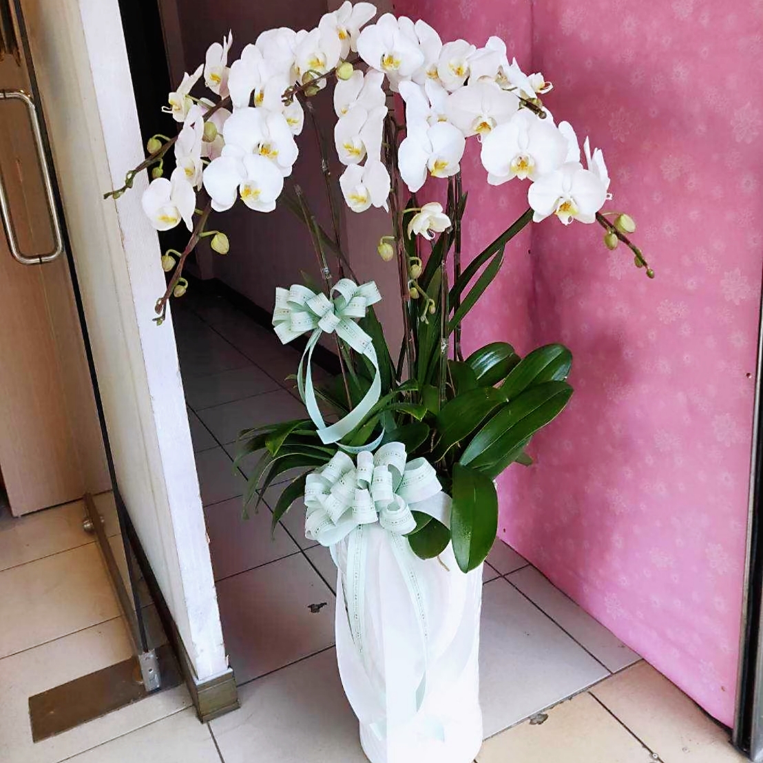 7株高瓷白色蘭花