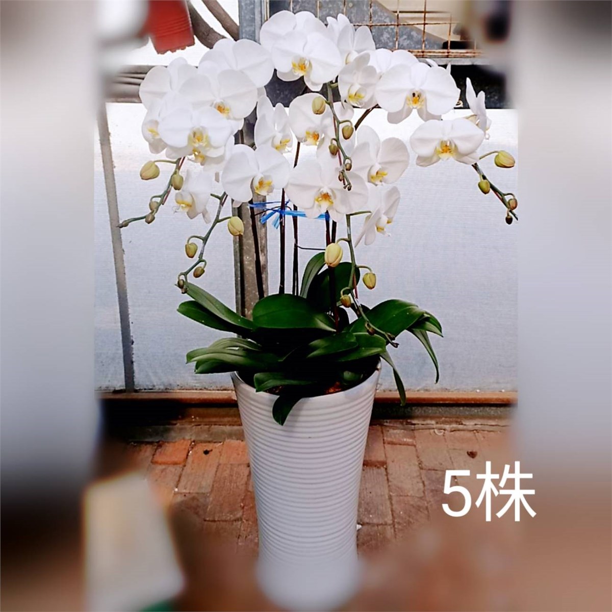 5株高瓷白色蘭花
