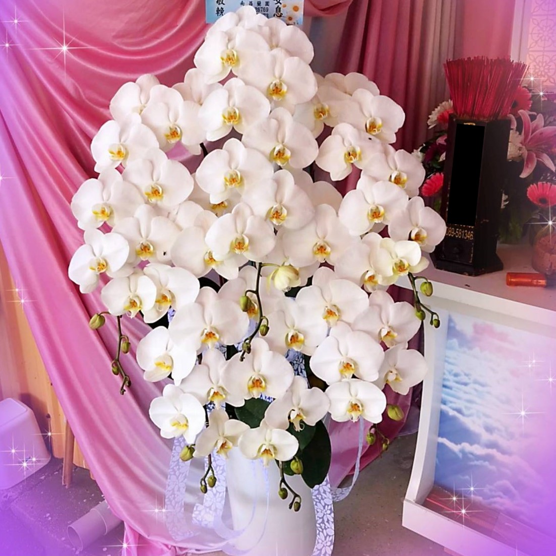 六株白色精緻排列蘭花盆