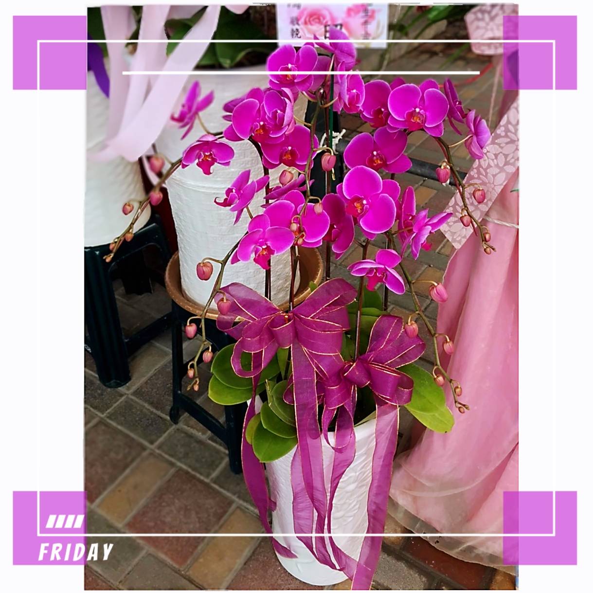 五株粉色高盆蘭花