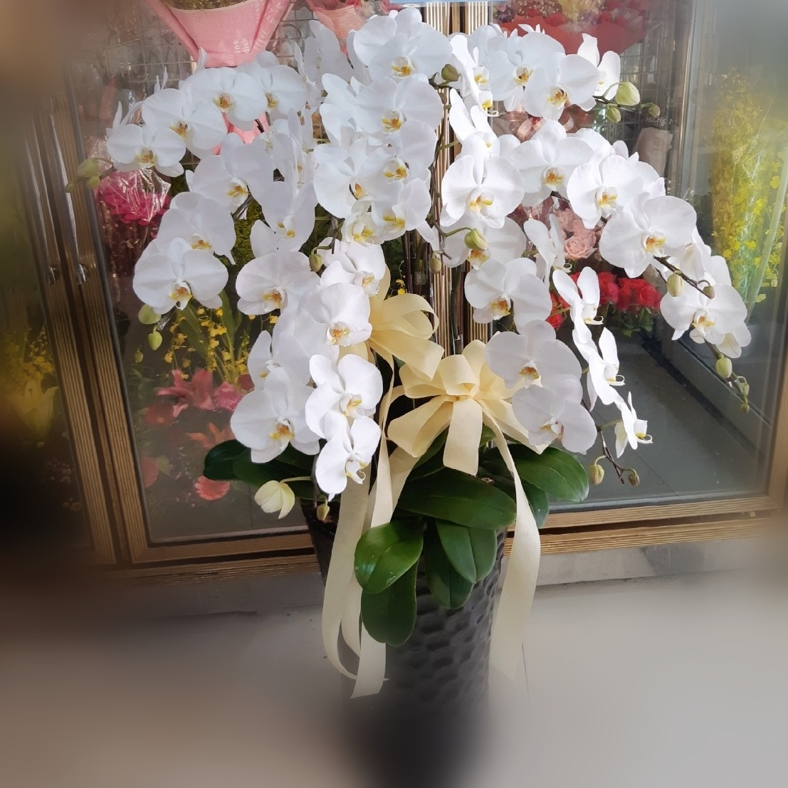 九株白色蘭花盆