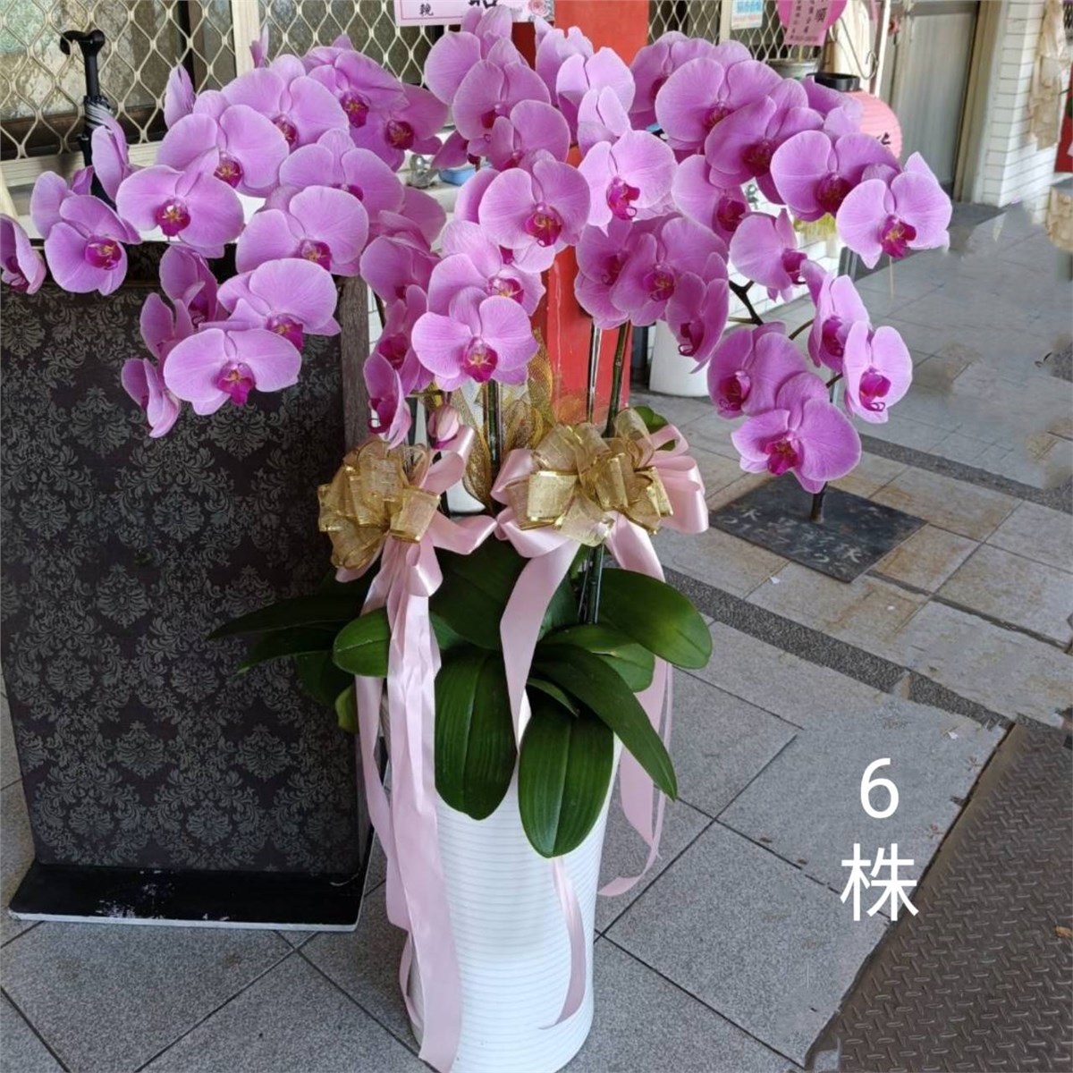 6株蘭花盆景(粉)