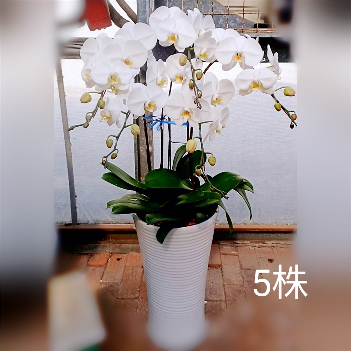 5株蘭花盆景(白)