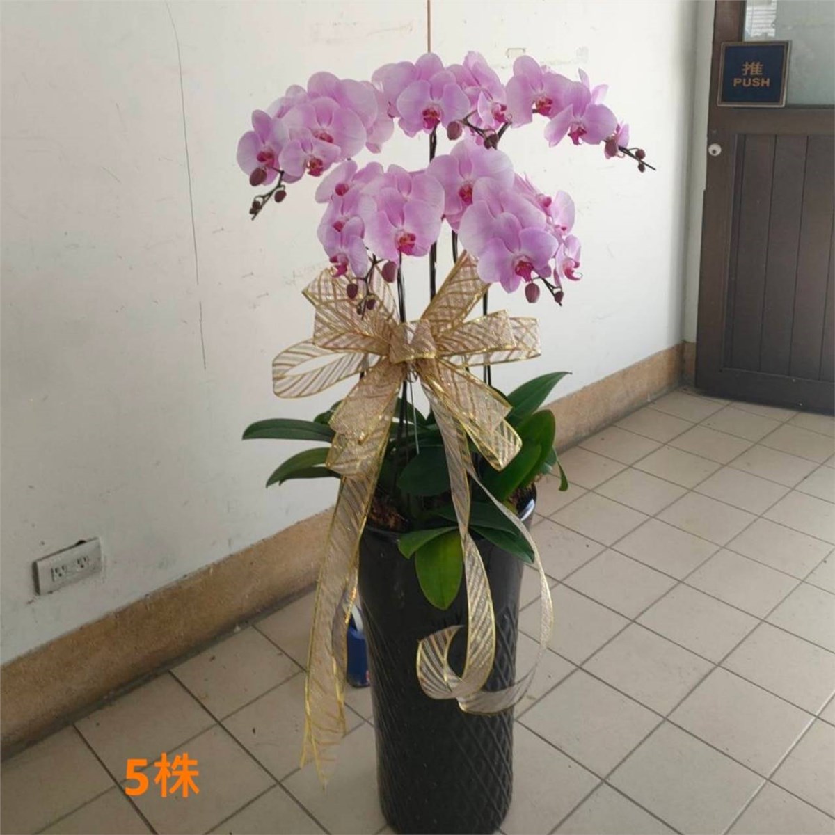 5株蘭花盆景(粉)