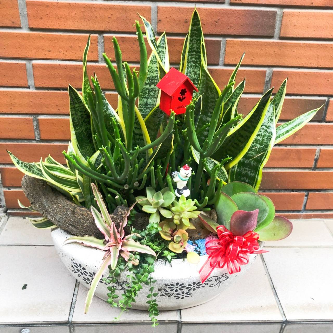 虎尾蘭綜合多肉植物盆栽