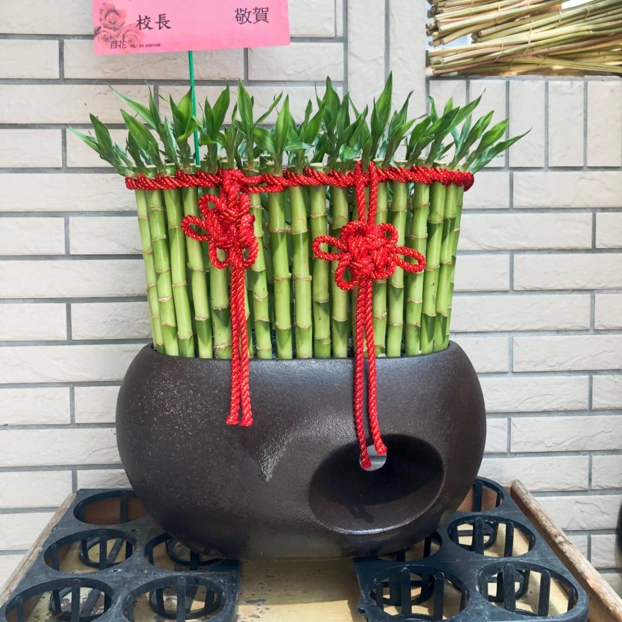 開運竹盆栽