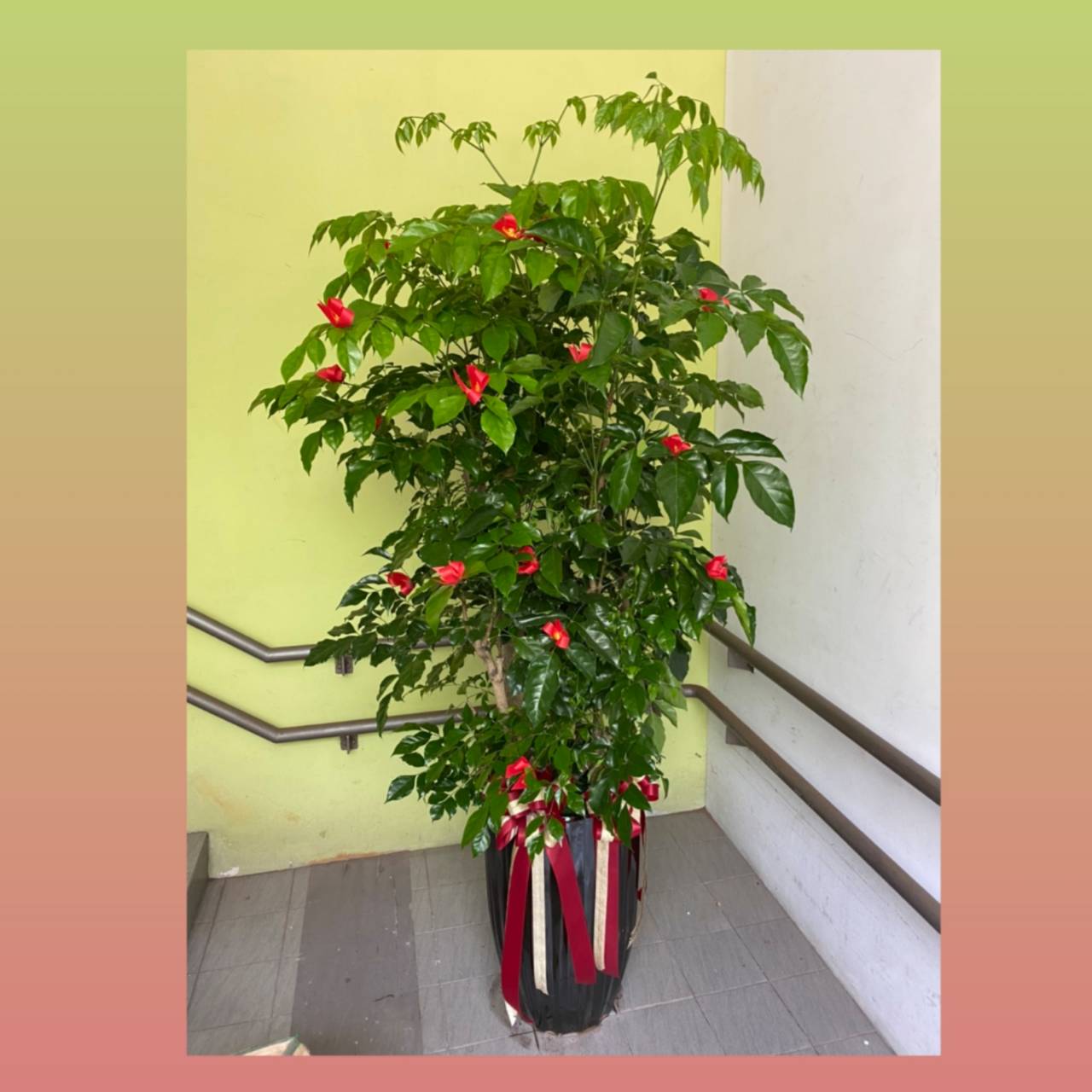 開幕誌慶盆栽