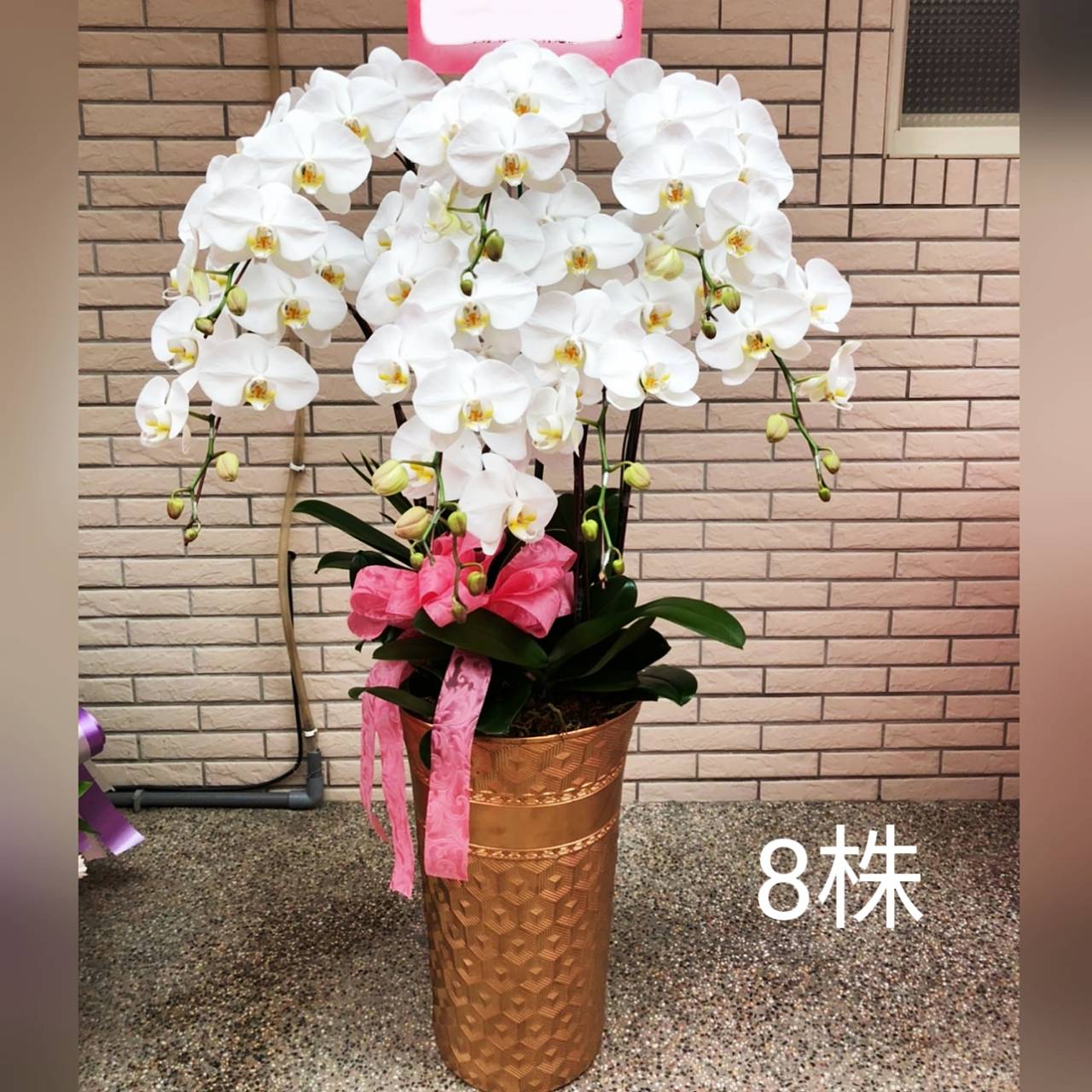 八株白色蘭花