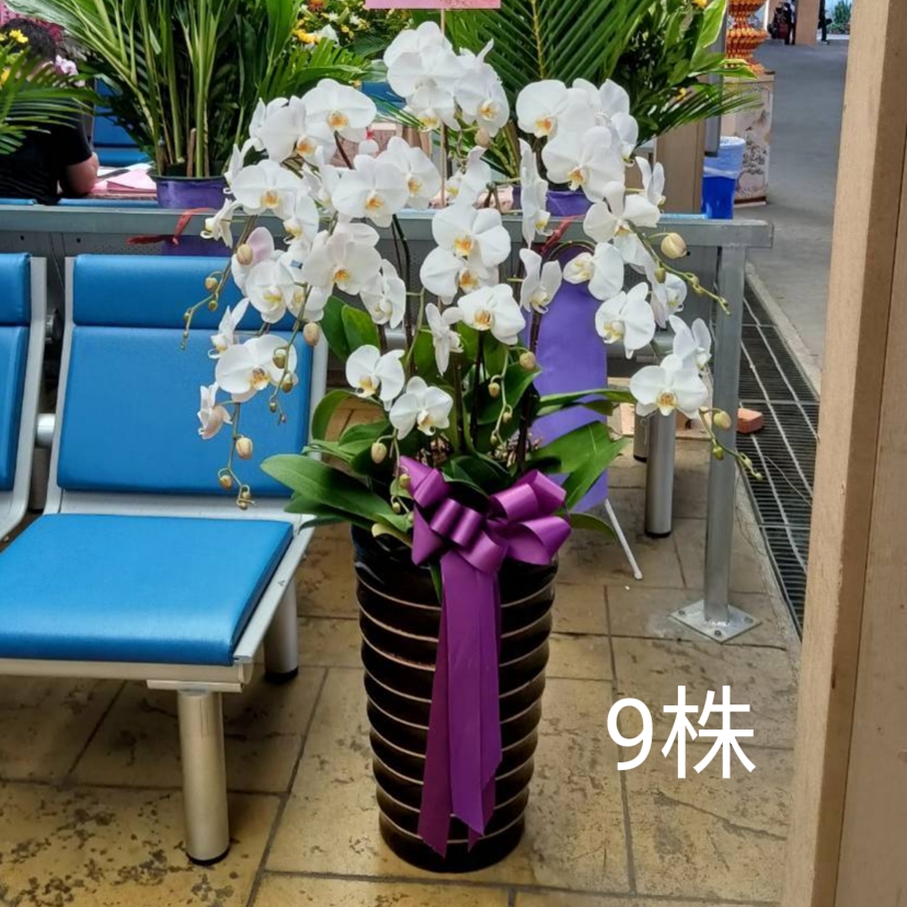 九株白色蘭花