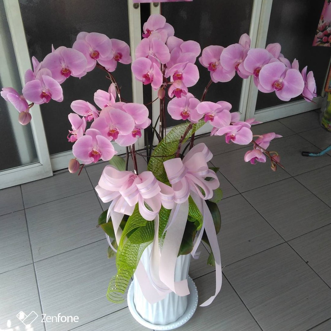 5株蘭花盆景(粉)
