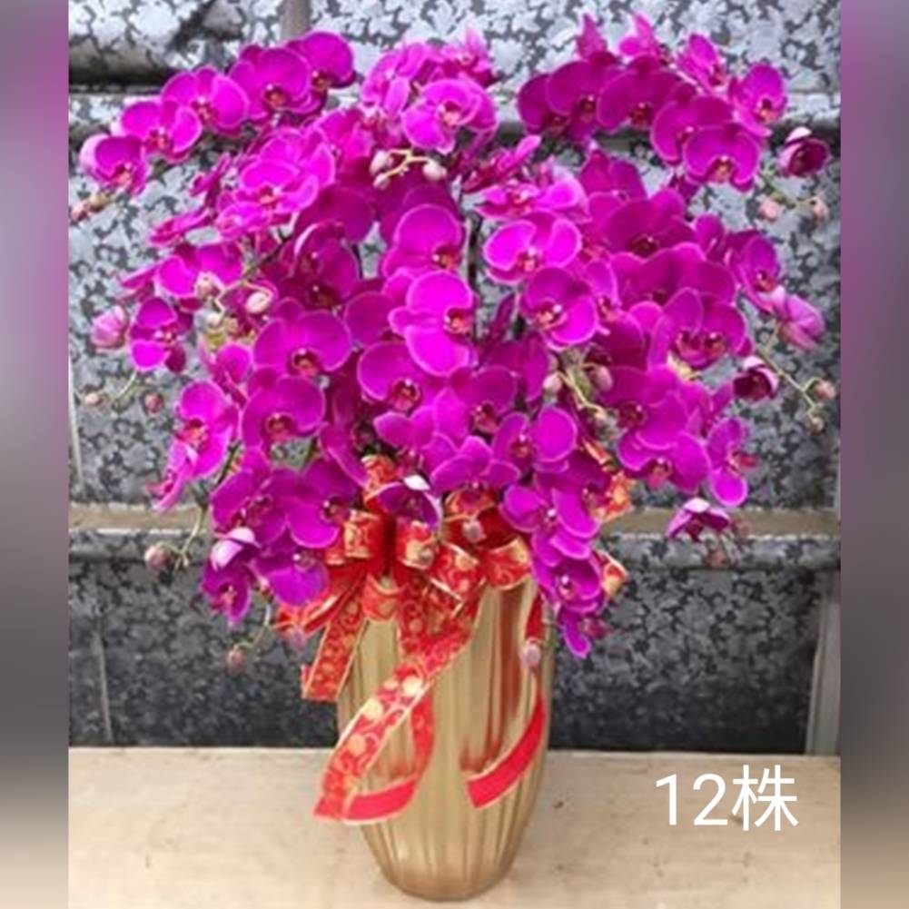 12株蘭花盆景(粉)