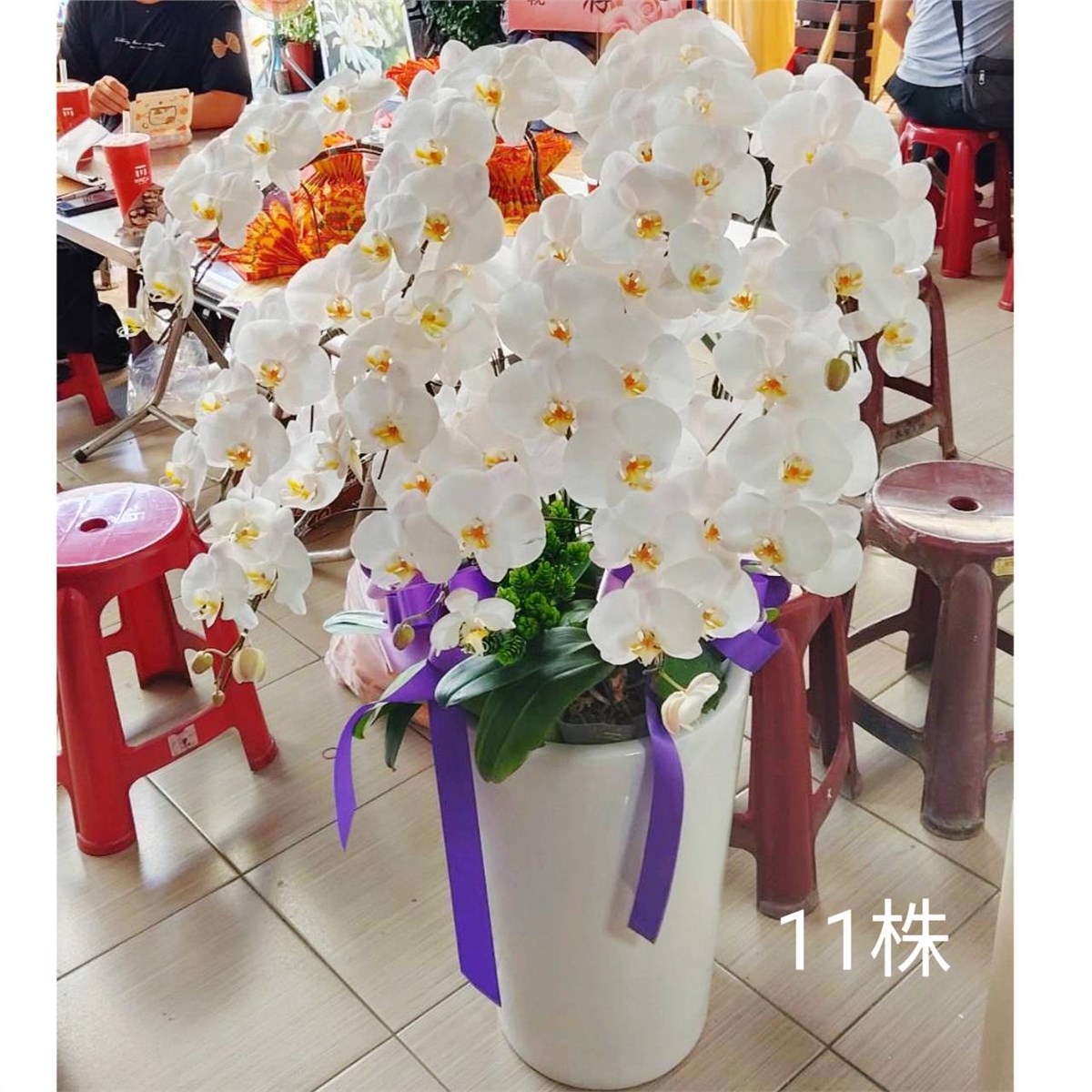 11株蘭花盆景(白)