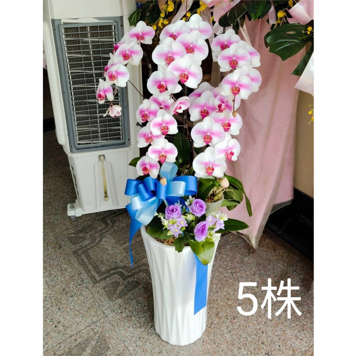 5株蘭花盆景(白粉)