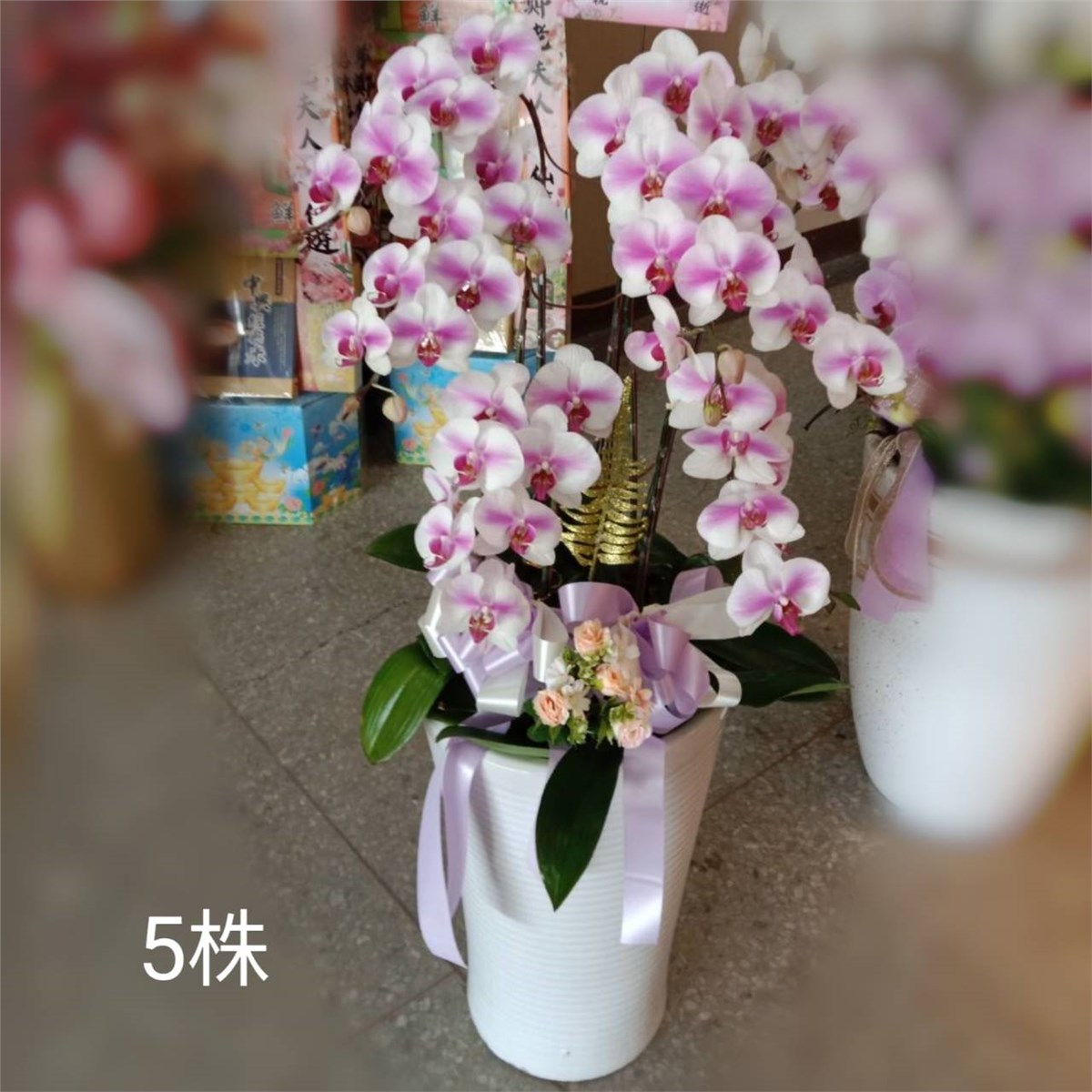 5株蘭花盆景(白粉)