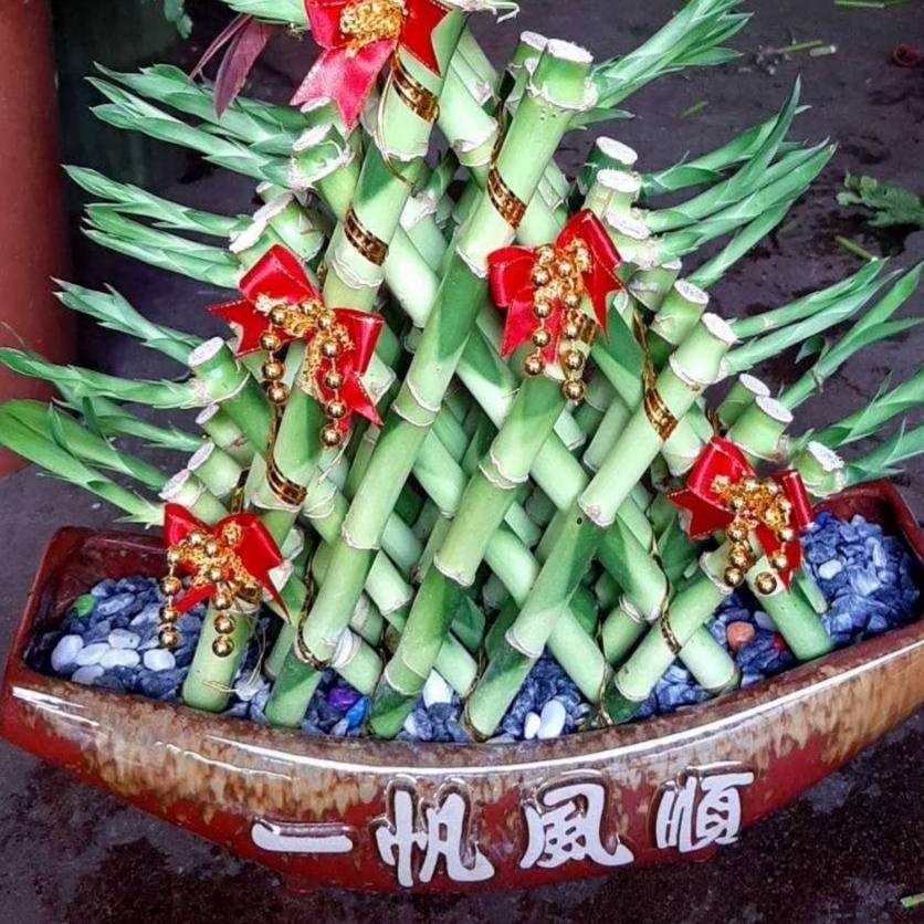 開運竹盆栽B款