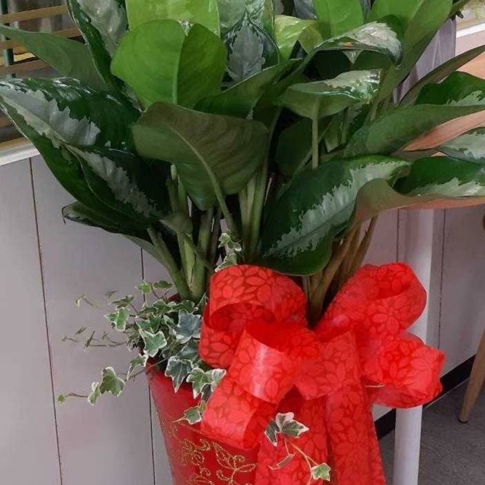 喜氣洋洋盆栽