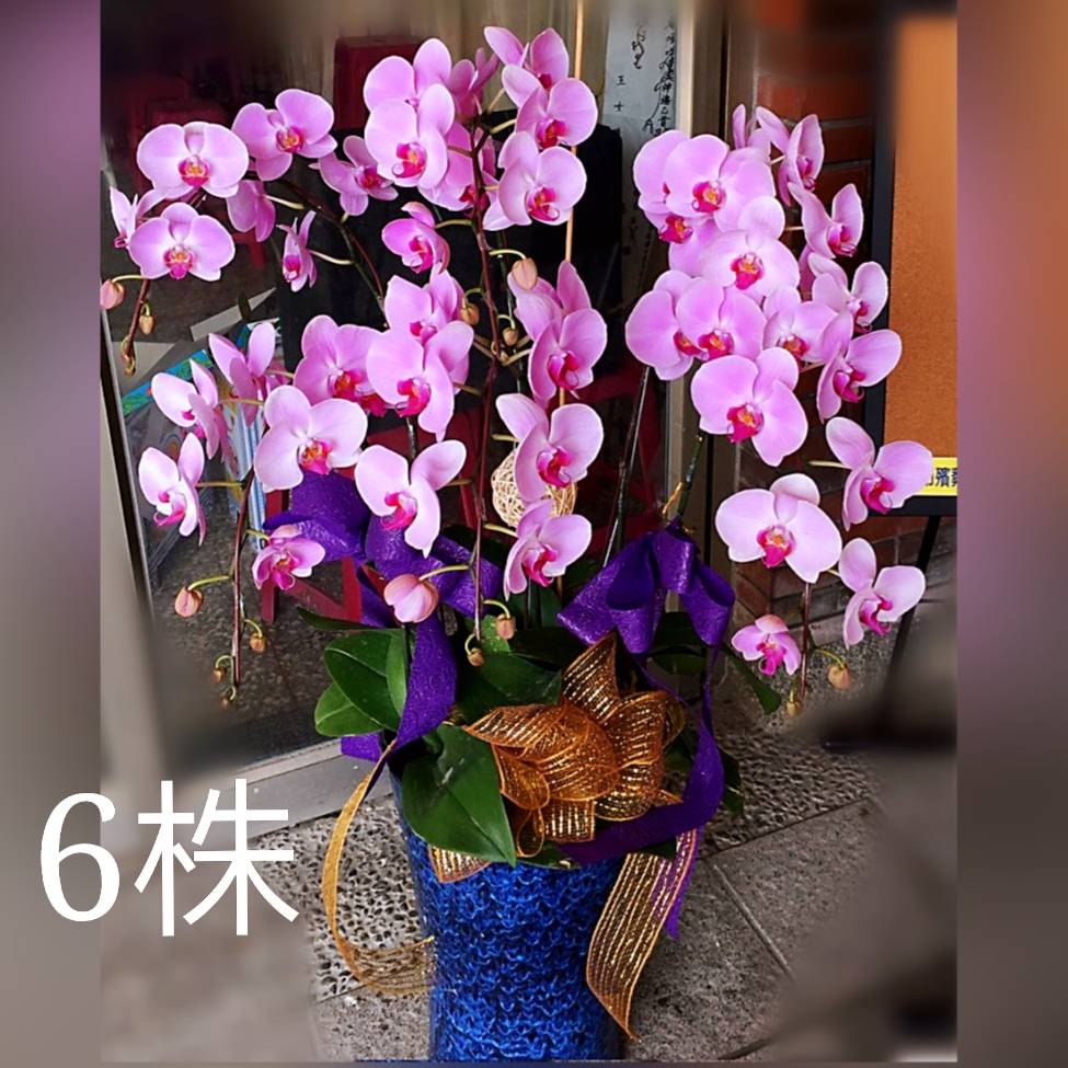 悼念追思蘭花-6株(粉)B款