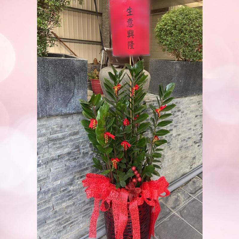 發財樹A款