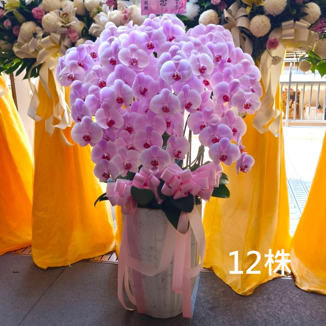 十二株粉色典雅蘭花盆