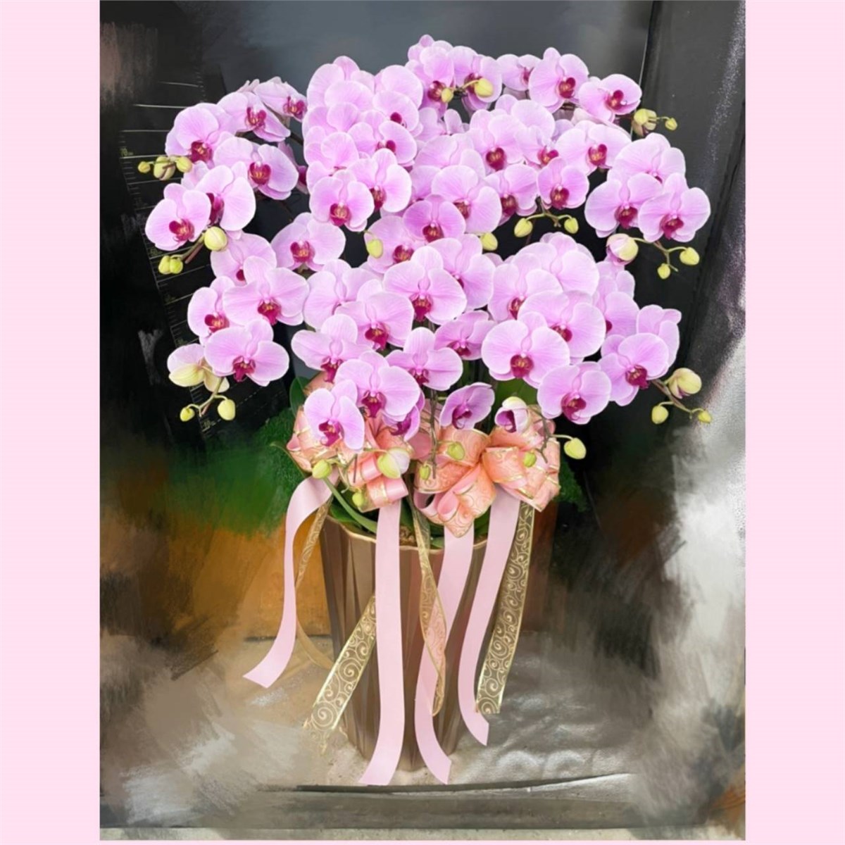 十二株粉色典雅蘭花盆