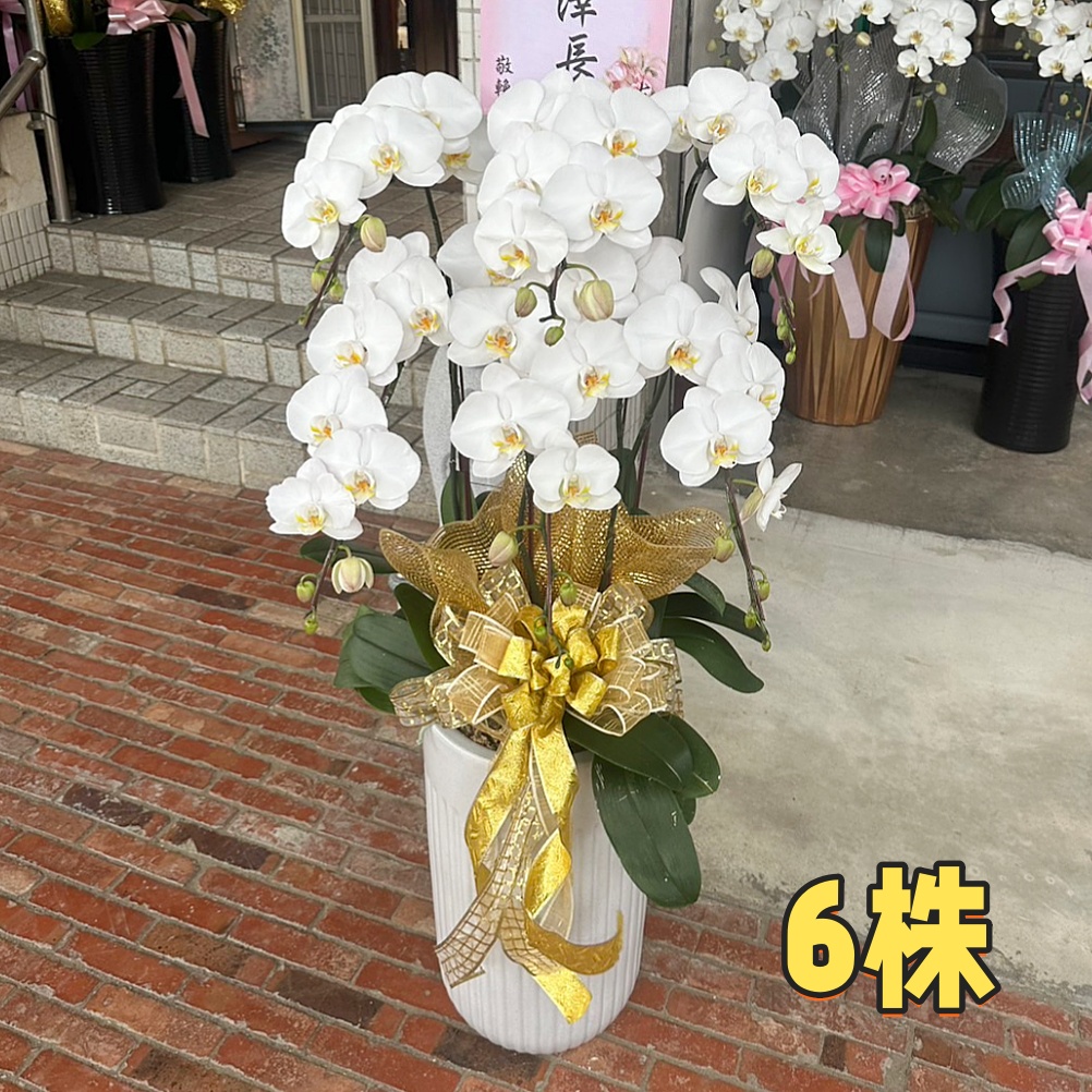 6株落地型蝴蝶蘭(白)