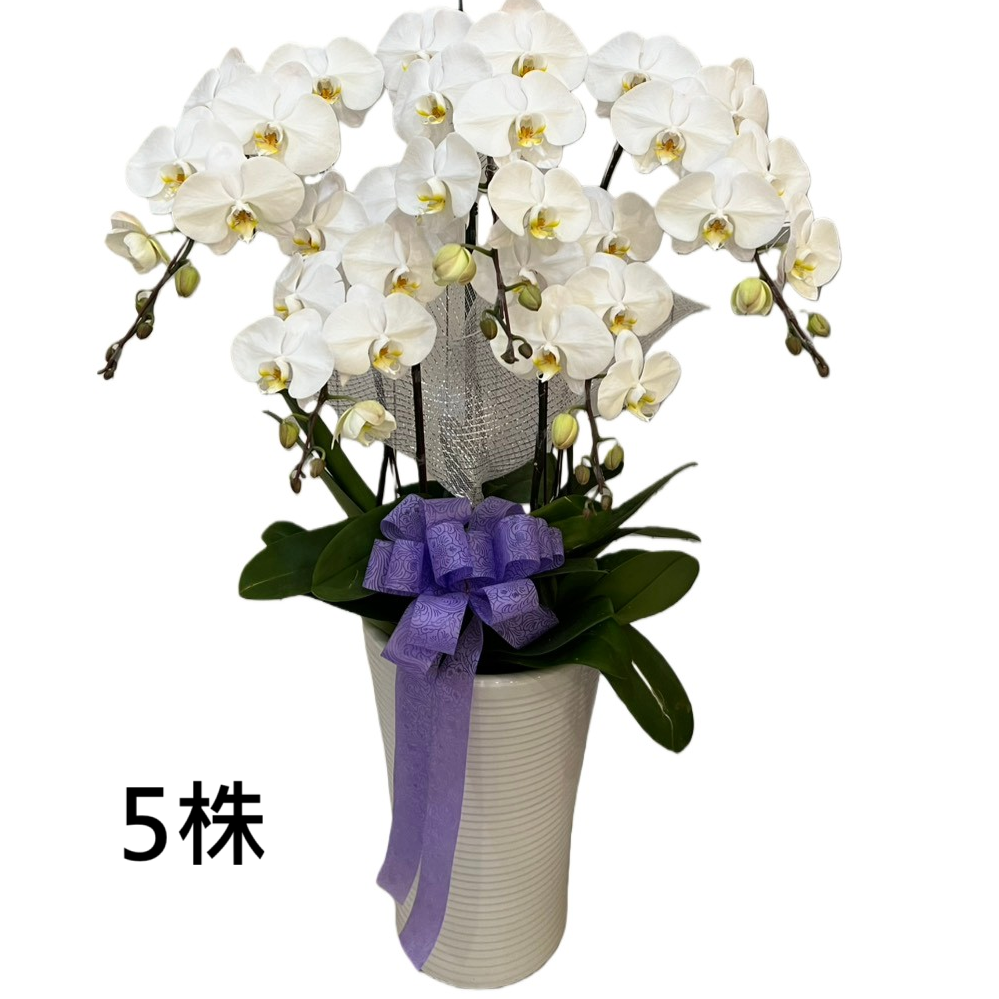 5株落地型蝴蝶蘭(白)