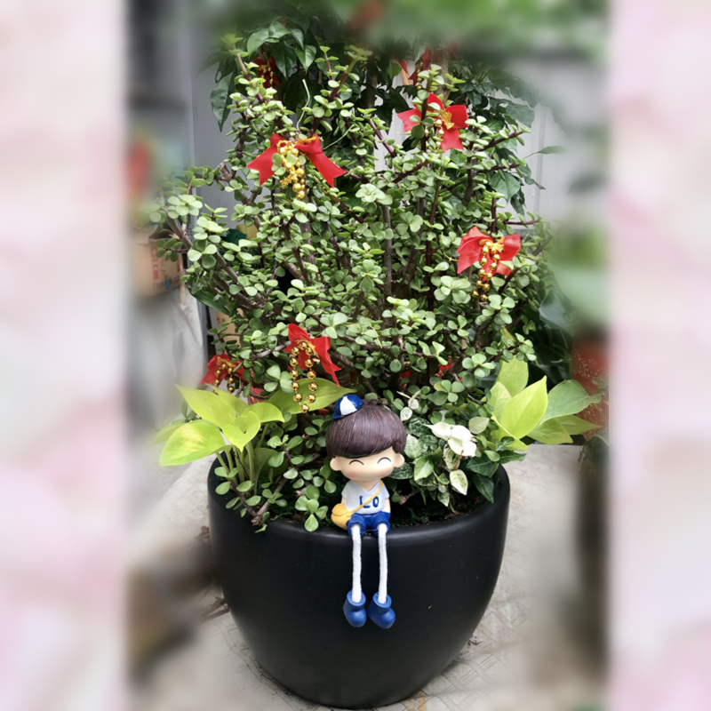 銀杏樹盆栽