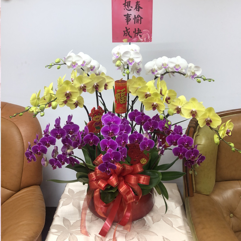 桌上型蘭花F款