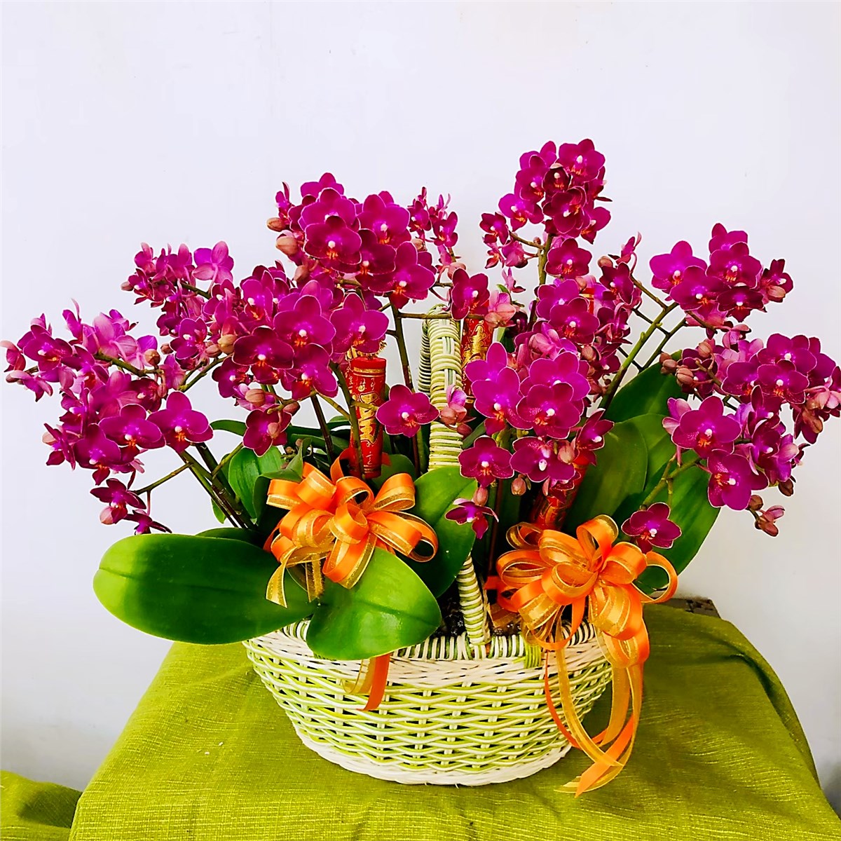 桌上型蘭花K款