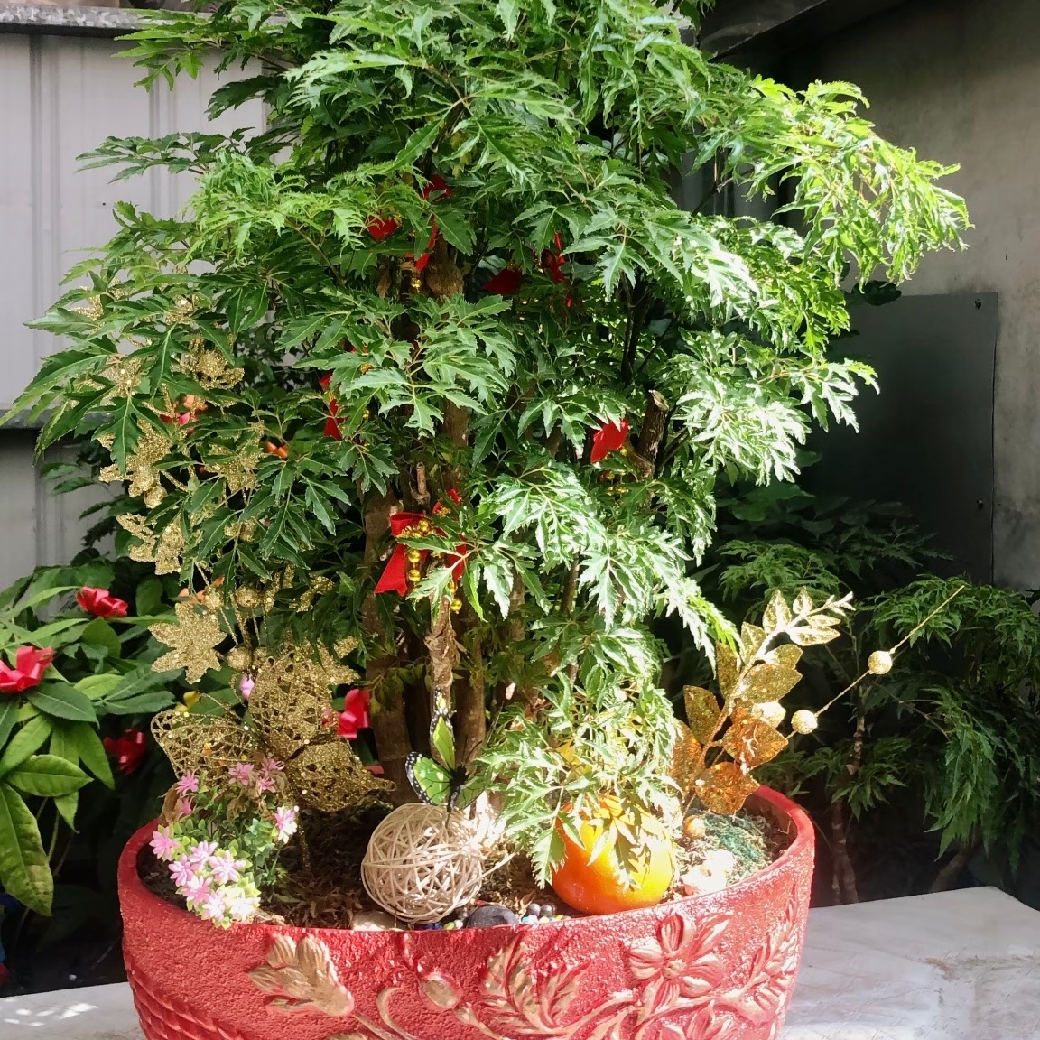 羽葉福祿桐盆栽
