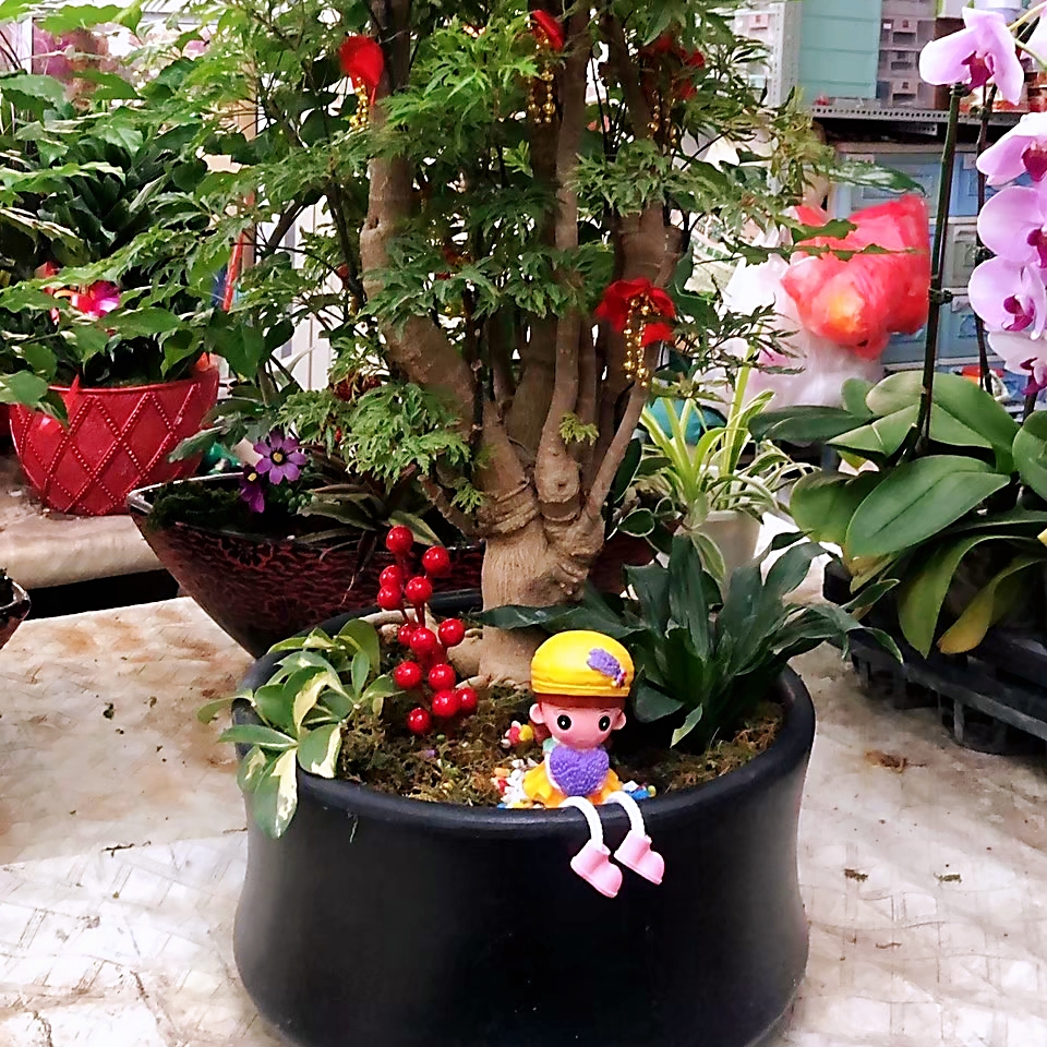 富貴樹盆栽
