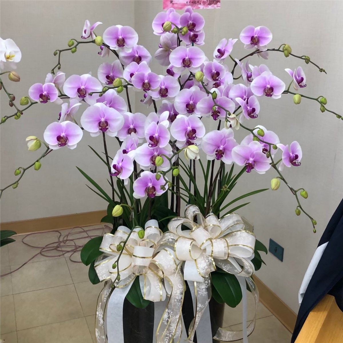 高雅九株粉色蘭花盆
