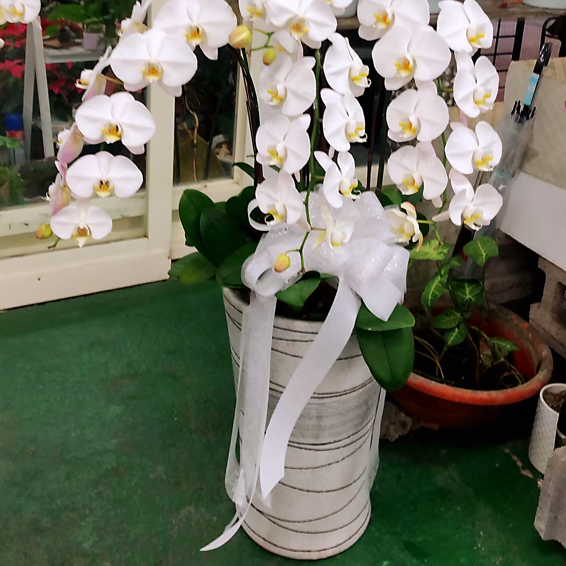 高雅七株白色蘭花盆