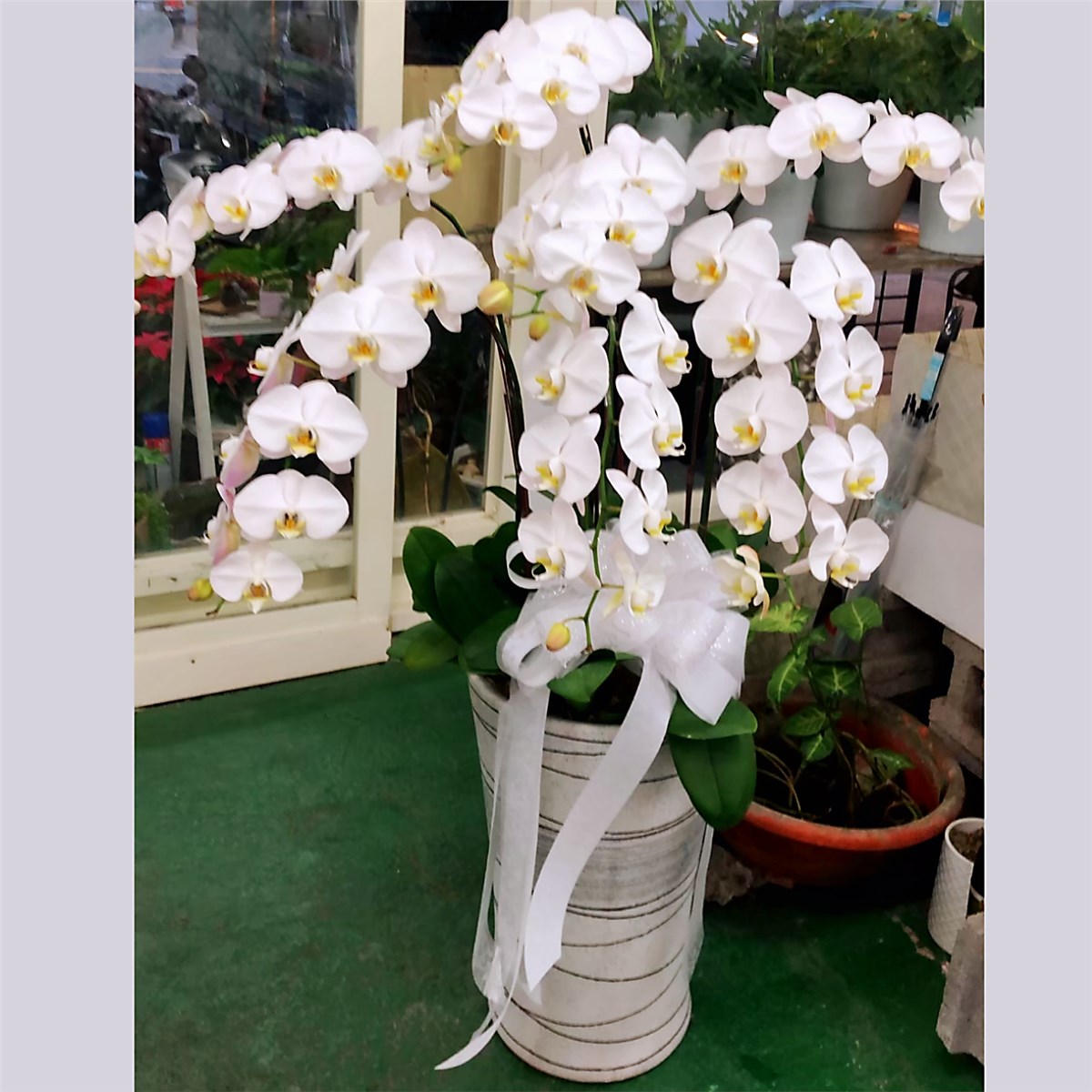 高雅七株白色蘭花盆