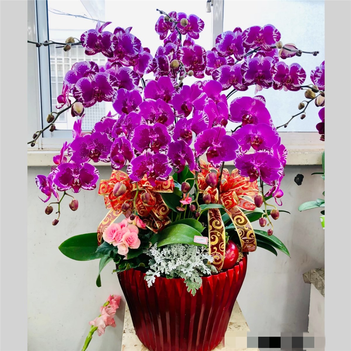 桌上型蘭花P款