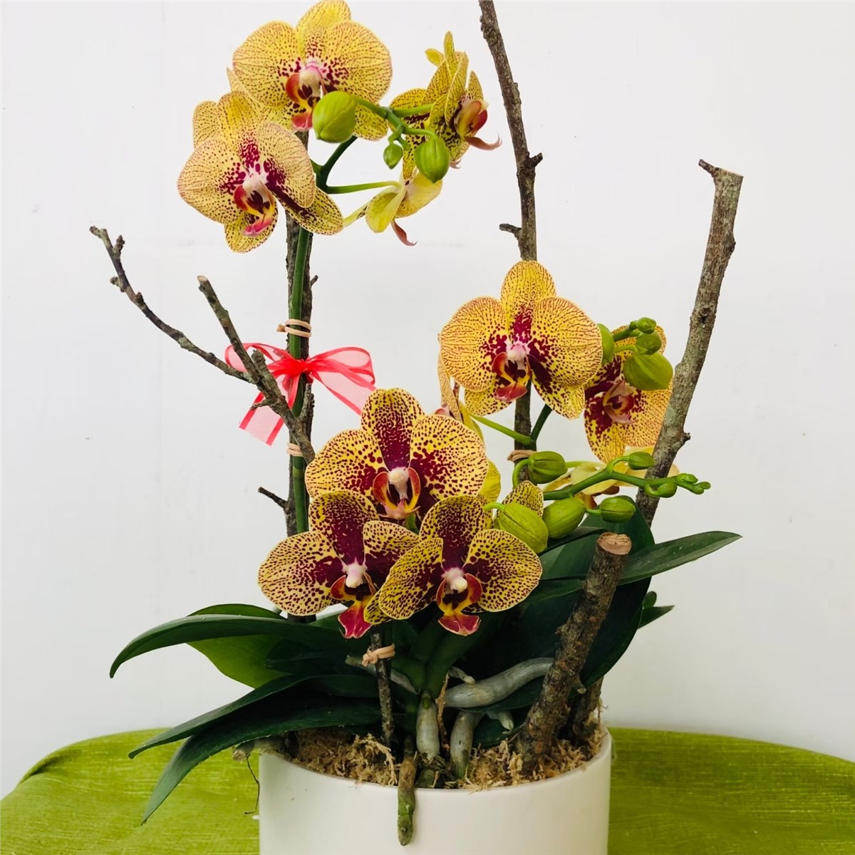 桌上型蘭花I款